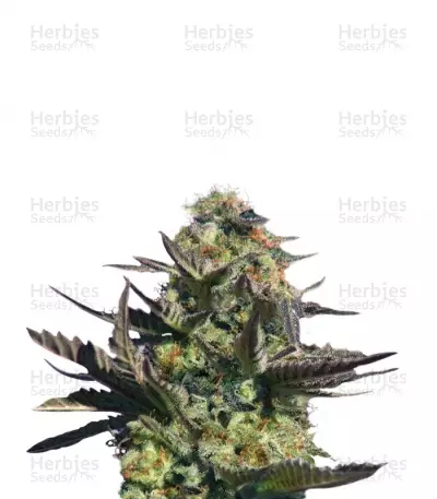 Buy Karamelo (Kreamy Karamel) feminized seeds