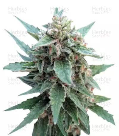 Buddha Red Dwarf Auto (Buddha Seeds) Cannabis-Samen