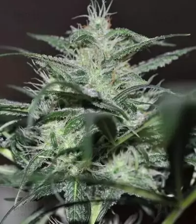 Graines féminisées de Super Lemon Haze (GHS)