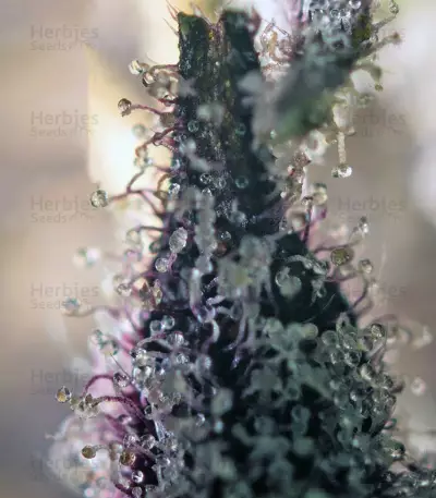 Sweet Special F1 Fast version feminized seeds