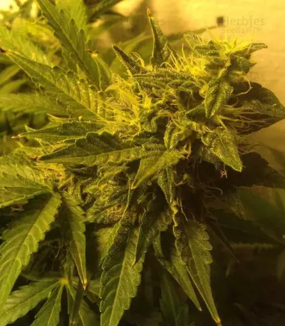 AK-49 Auto feminized seeds
