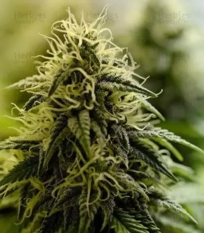 Allkush (Paradise Seeds)