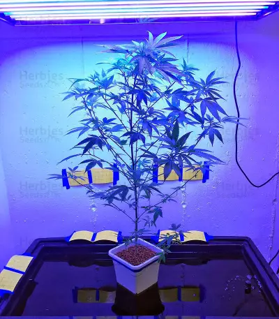 Blue Mystic strain