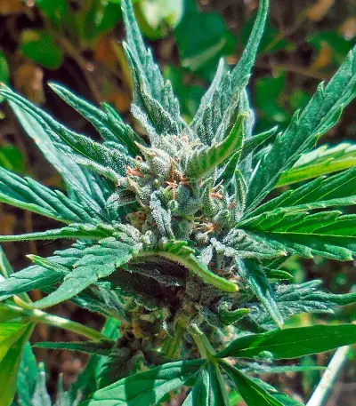 Cheese XXL Autoflowering (Dinafem Seeds)