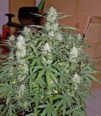 Critical Jack Autoflowering Seeds