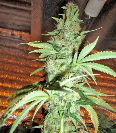 Graines de cannabis Damnesia (Strain Hunters)