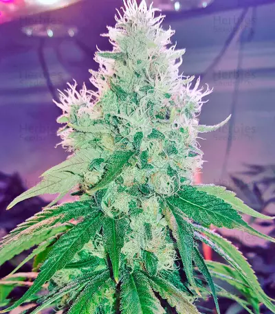 Dr. Greenthumb’s Em-Dog by B-Real Seeds