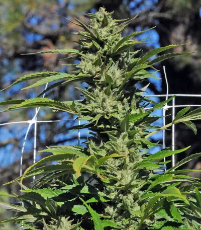 Dr. Greenthumb’s Em-Dog by B-Real Seeds
