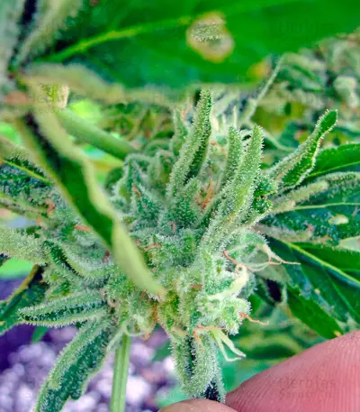 Graines de cannabis Gnomo Auto (Kannabia Seeds)