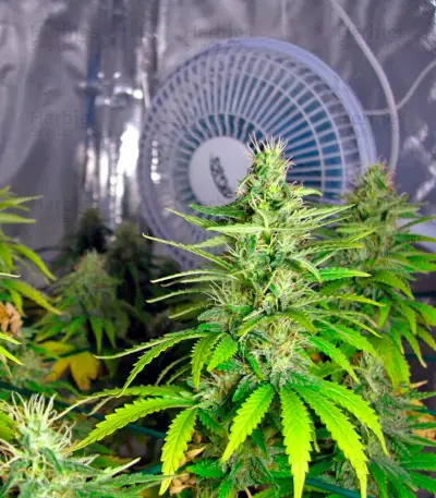 Graines de cannabis Kaboom (Kannabia Seeds)