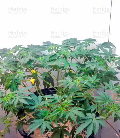 Misty Kush regular (Nirvana Seeds)