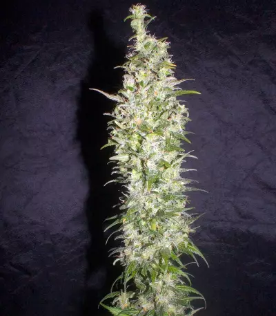 Monster Seeds