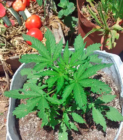 Northern Lights x Big Bud Ryder Seeds