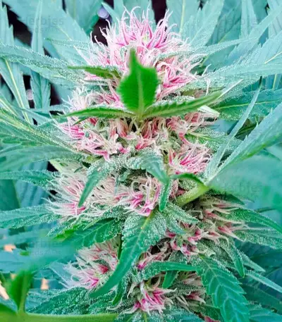 Serious 6 regular seeds