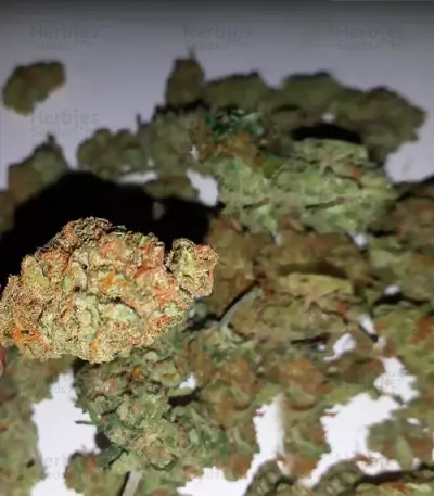 Semi femminizzati Spinning Buzz Kick Auto