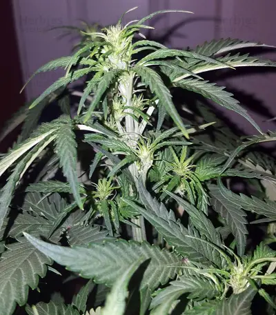 Stardawg Auto feminized seeds
