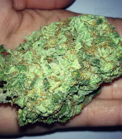 Sumo's Big Bud Seeds