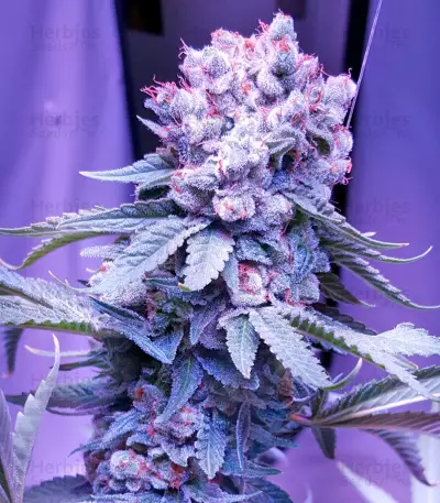 Semillas feminizadas Trainwreck
