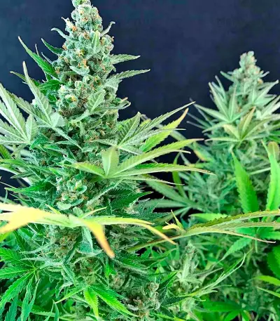 White Russian regular (Serious Seeds)