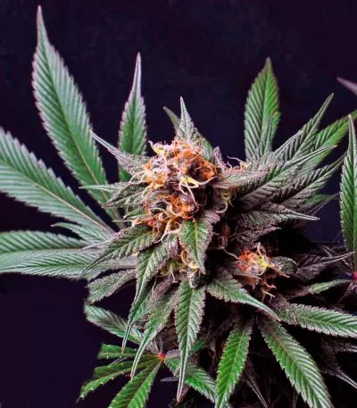 Graines de cannabis CBD Blue Shark (Barney's Farm)