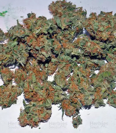 Ganesh Spirit Seeds