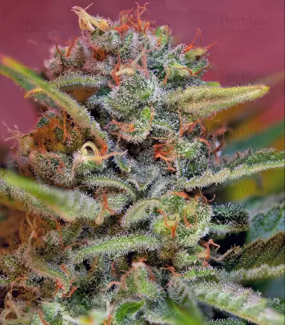 Jack 47 F1 Fast Version Seeds