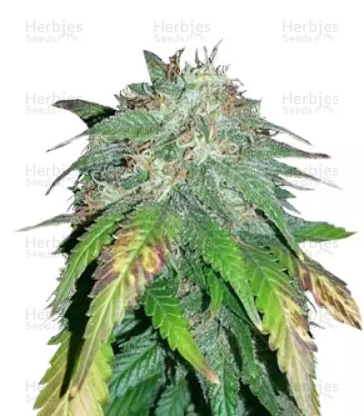 Alpujarrena (Pyramid Seeds) Cannabis-Samen