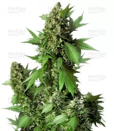 Buy Auto Duck feminized seeds