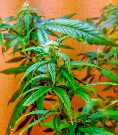 Graines de cannabis Lemon OG Haze Auto (Nirvana Seeds)