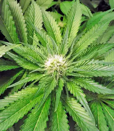 OG Kush feminized seeds (Dinafem Seeds)