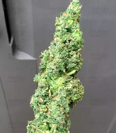 Graines de cannabis Turbo Bud Auto (Heavyweight Seeds)