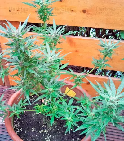 White Russian #1 Auto (Serious Seeds)