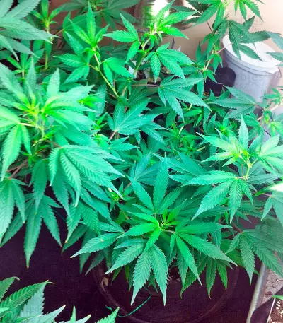 AK 48 strain
