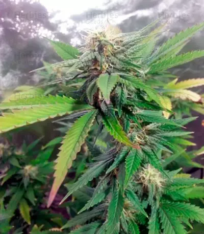 Alpujarrena feminized seeds