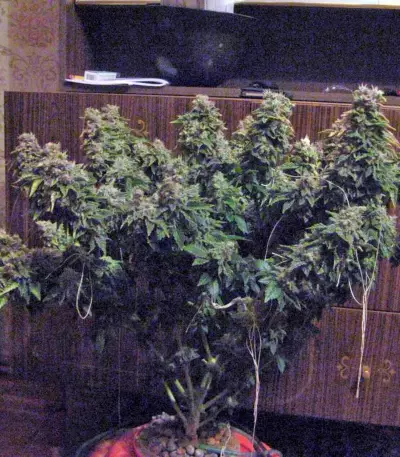 Anesthesia (Pyramid Seeds)