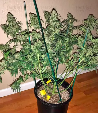 Auto Bubble Gum Seeds