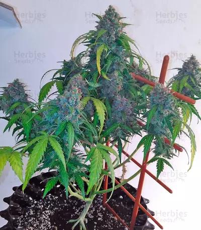 Auto Shark strain