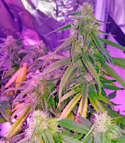 Graines de cannabis Auto Sweet Soma (00 Seeds)