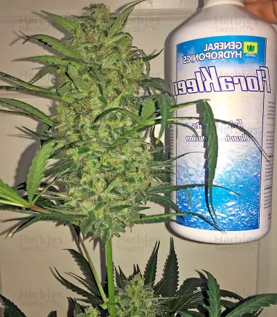 Blue Kush strain