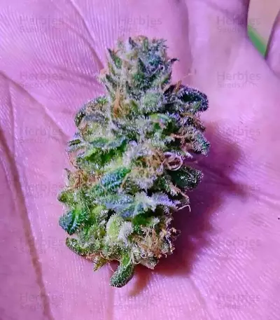 Graines de cannabis Bona Dea CBD+ (Vision Seeds)