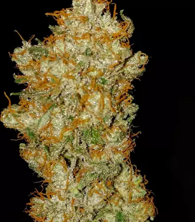 Bud Bud Bling Tingz Seeds