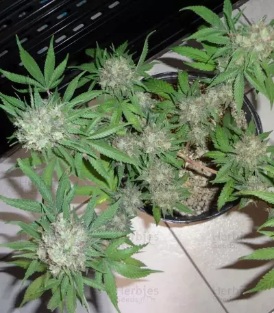 Graines de cannabis C99 (Female Seeds)