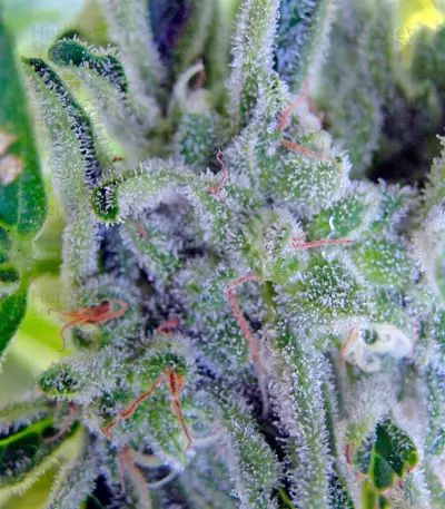 Graines de cannabis Gnomo Auto (Kannabia Seeds)