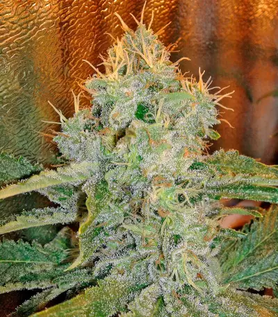 Industrial Plant (Dinafem Seeds)