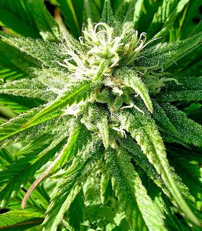 Mandala #1 Seeds