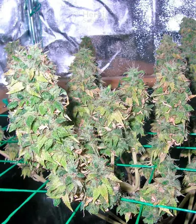 Mazar X White Rhino strain