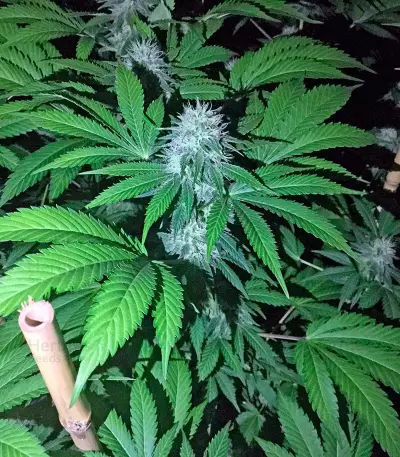 OG Kush (Humboldt Seeds Organization)