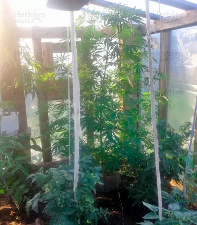 Graines de cannabis Purple Paro Valley (Mandala Seeds)