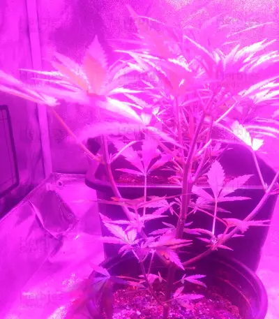 SexBud feminized seeds