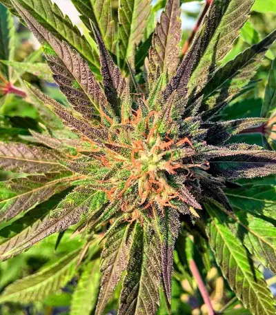 Sour Blueberry Regular seeds